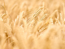 Как может измениться перечень рисков в контроле качества зерна и его продуктов?